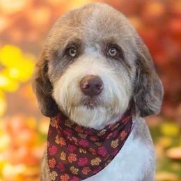 Maggie - Aussiedoodle