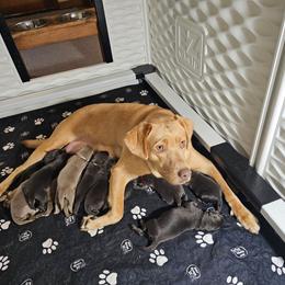 Girl 2 - Silver female Dilute Retriever puppy in Swanton, Ohio from SilverWater Labs
