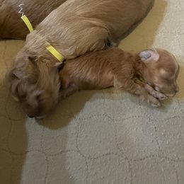Goldendoodle Puppies from Angel’s Goldendoodle Pups
