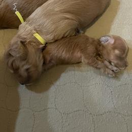 Goldendoodle Puppies from Angel’s Goldendoodle Pups