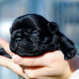 Roux - Black female French Bulldog puppy in Star City, Arkansas from T4 Farms