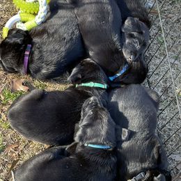 Labrador Retriever Puppies from Marshland Retrievers LLC