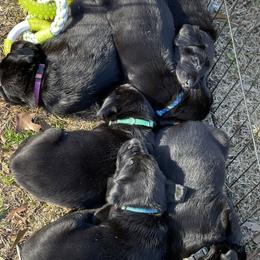 Labrador Retriever Puppies from Marshland Retrievers LLC