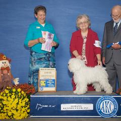 Puli Puppies from Bowmaker Puli Kennel