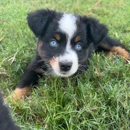 Bean - Red tri male Toy Australian Shepherd puppy in Southport, North Carolina from Small Mini/Toy Aussies