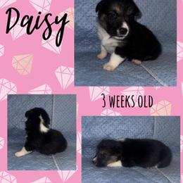 Daisy - Black and tan female Pembroke Welsh Corgi puppy in Dickinson, Texas from Careaga Farms