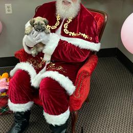 Dante' - Liver male Miniature Schnauzer puppy in Aurora, Missouri from Crazy 'Bout Schnauzers