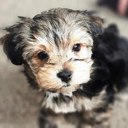 Binx - Black and tan male Yorkshire Terrier puppy in Thornville, Ohio from My precious yorkies
