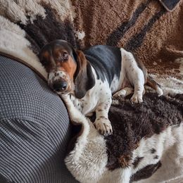 Basset Hounds from Gem county bassets