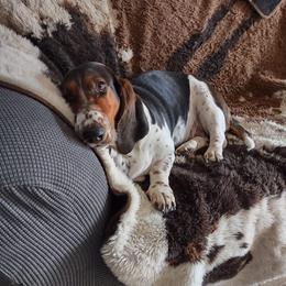 Basset Hounds from Gem county bassets