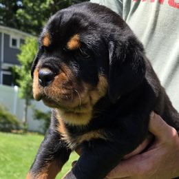 Rottweiler Puppies from Vom Peiffley Rottweilers, LLC