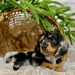 Dachshund Puppies from Down The Hill Potterdale