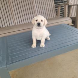 Honey - Yellow female Labrador Retriever puppy in Woodburn, Indiana from Marlene's Labrador Retrievers