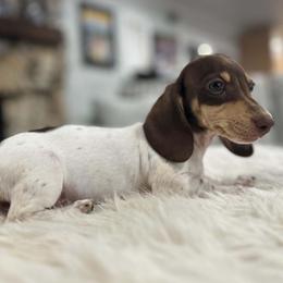 Annie - Piebald female Dachshund puppy in Price, Utah from Stone Kennels