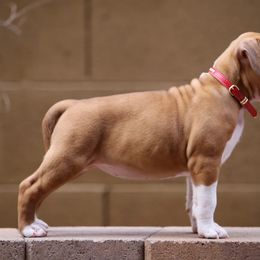 American Staffordshire Terrier Puppies from Liberty Am Staffs