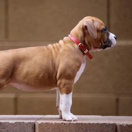 American Staffordshire Terrier Puppies from Liberty Am Staffs