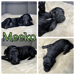 Goldendoodle and Poodle Puppies from Wonderland Kennel