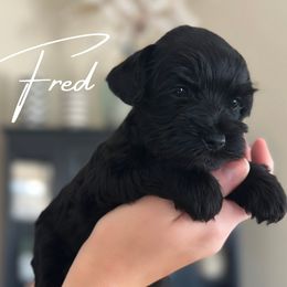 Fred AKC - Black Miniature Schnauzer puppy in Victorville, California from West Coast Royal Miniature Schnauzer