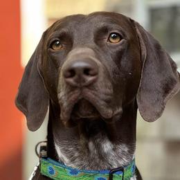 German Shorthaired Pointer All Grown Up from Windward German Shorthaired Pointers