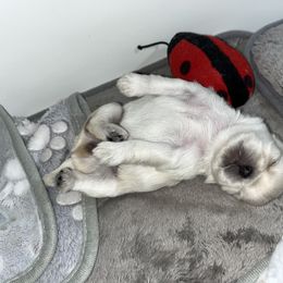 Shihpoo and Shih Tzu Puppies from STORM'S CAPONE  & DAKOTAKIA AKC QUALITY SHIH TZU'S