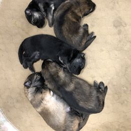 German Shepherd Puppies from Silver Elite Shepherds