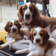 Welsh Springer Spaniels from River Rock