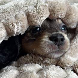 Dapple 1 - Dapple male Dachshund puppy in Fieldbrook, California from Honeydox Miniature Dachshunds