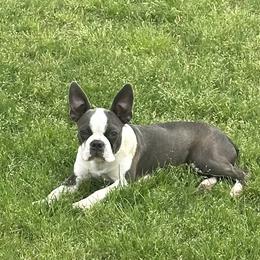 Stella - Boston Terrier