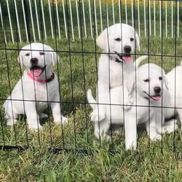 Girl 2 - Yellow female Labrador Retriever puppy in Hutto, Texas from Texas Bluebonnet Labs