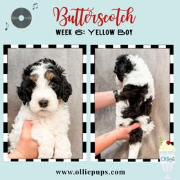 Butterscotch - Tri-color male Bernedoodle puppy in Boiling Springs, South Carolina from OlliePups, LLC