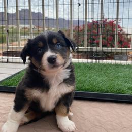 Lucky - Black tri female Miniature Australian Shepherd puppy in Apache Junction, Arizona from Circle T Mini Aussies