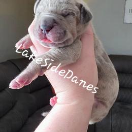 Coco - Merle female Great Dane puppy in Port Clinton, Ohio from LakeSide Danes