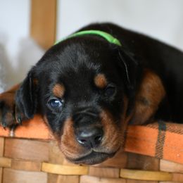 Light green - Black and rust male Doberman Pinscher puppy in Overton, Texas from Obsidian Kennel