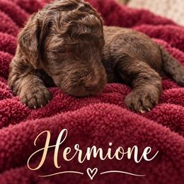 Hermione - Sable female Poodle puppy in Washington, Pennsylvania from Patriotic Poodles