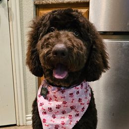 Bernedoodles, Labradoodles, and Newfypoos from Small Town Doodles & Poodles
