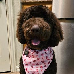Bernedoodles, Labradoodles, and Newfypoos from Small Town Doodles & Poodles