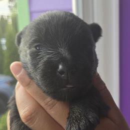 Scottish Terriers from Scottish Terrier Sandra T