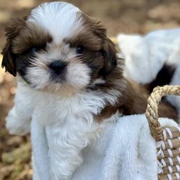 Mr. Red - Brindle and white male Shih Tzu puppy in Waco, Texas from Shih Tzus To Love