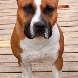 Turk - American Staffordshire Terrier