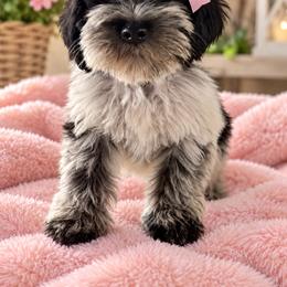 Girl 2 - Parti female Miniature Schnauzer puppy in Charlotte, North Carolina from Marley’s Babies
