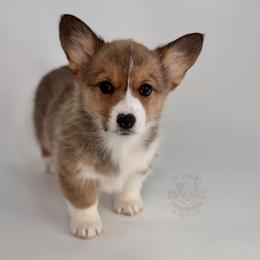 Amber - Sable female Pembroke Welsh Corgi puppy in Elberta, Utah from 3F Farms- Pembroke Welsh Corgis and Irish Wolfhounds