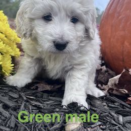 Boy 1 - Cream male Aussiedoodle puppy in Woodbury, Connecticut from Crabtree Farm Doodles