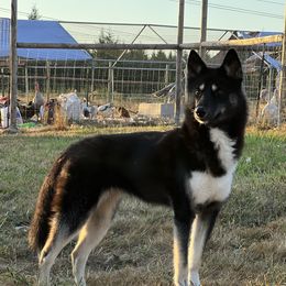 Siberian Huskies from The Flying Husky Kennel