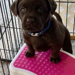 Labrador Retriever Puppies from Lacey’s Labradors