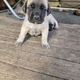 Red - Fawn female Mastiff puppy in Uhrichsville, Ohio from Angela's Mastiffs