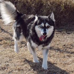 Ralph - Pomsky