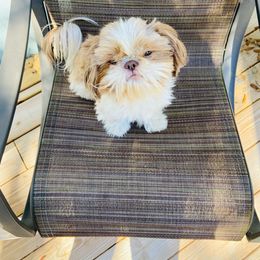 Vera - Shih Tzu