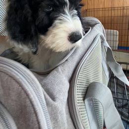 Goldendoodle, Poodle, and Sheepadoodle Puppies from Heavenly Hilltop Farm
