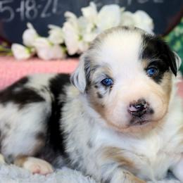 Ember.... - Blue merle female Australian Shepherd puppy in Levelland, Texas from Once Upon a Time Aussies
