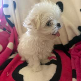 Gracie - White female Maltese puppy in Gilbert, Arizona from Bijou Babydoll Maltese